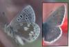 Plebejus glandon